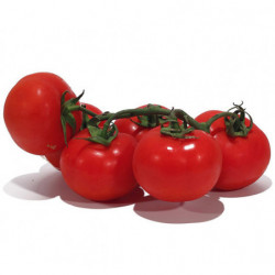 TOMATE GRAPPE ITALIE CATII 6KG